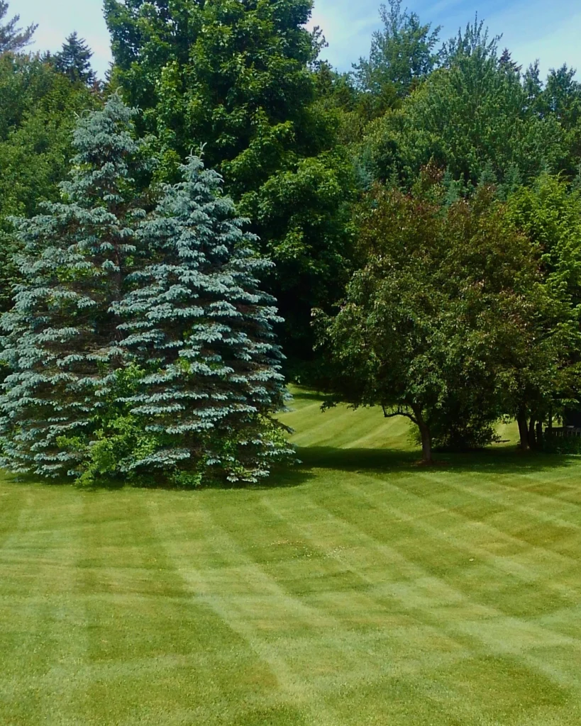 a rolling yard with stripe-cut grass and trees in the backgrond